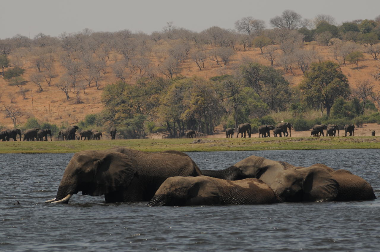 Kavimba Ngoma Safari Lodge المظهر الخارجي الصورة