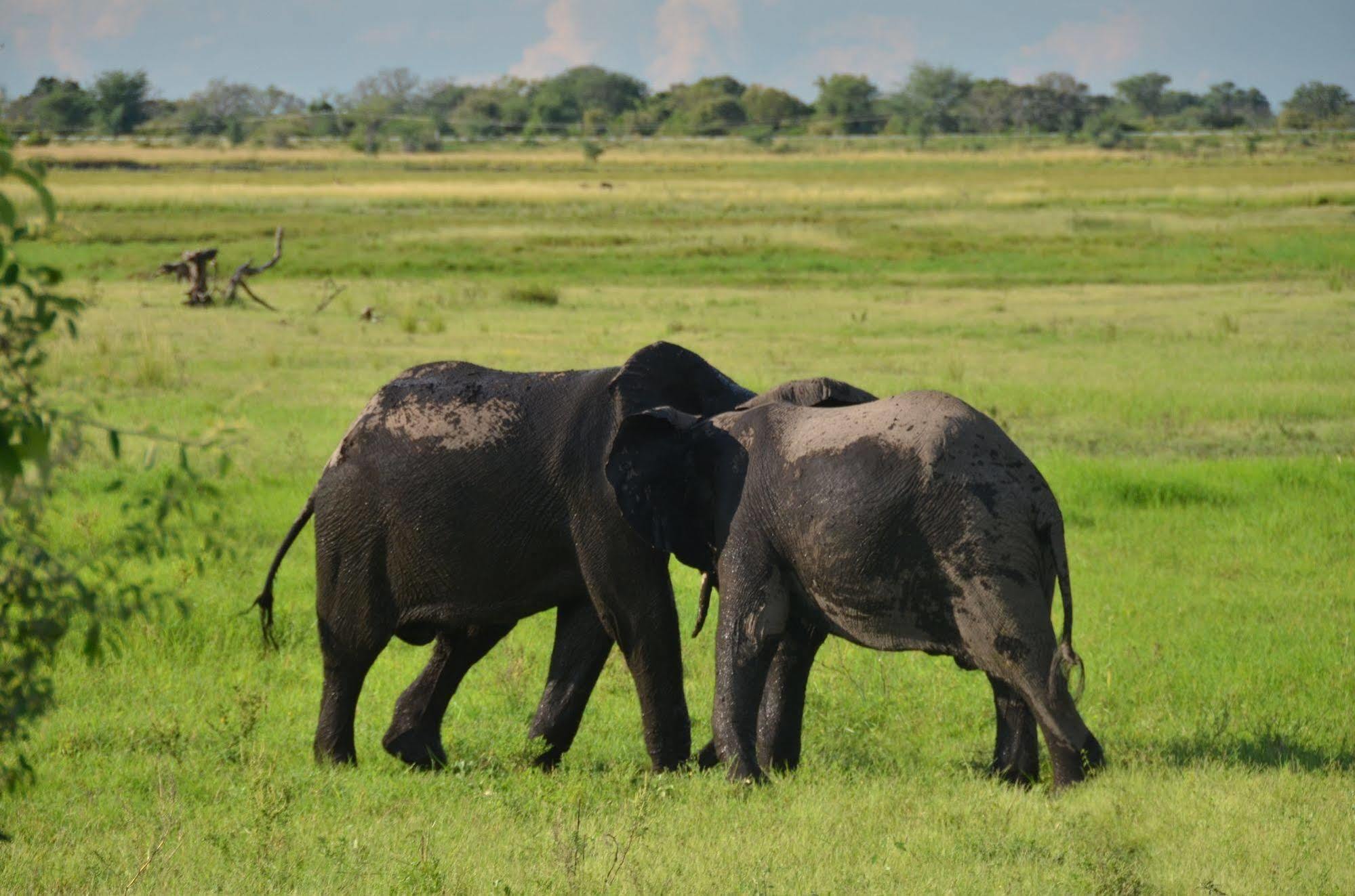 Kavimba Ngoma Safari Lodge المظهر الخارجي الصورة