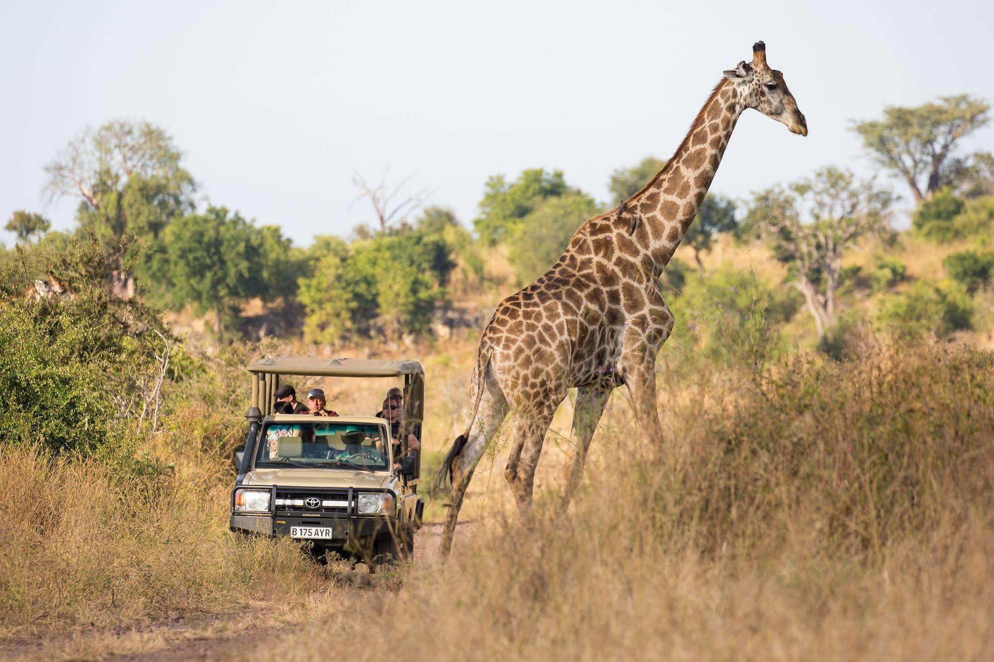 Kavimba Ngoma Safari Lodge المظهر الخارجي الصورة